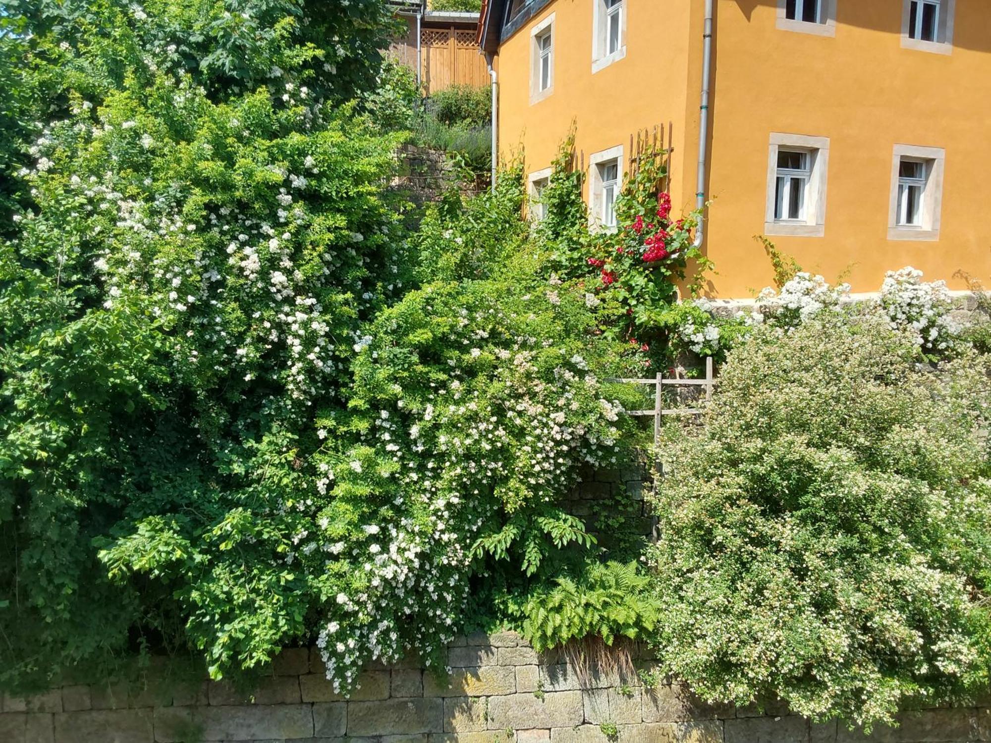 Bed And Breakfast Wehlen Stadt Wehlen Eksteriør billede